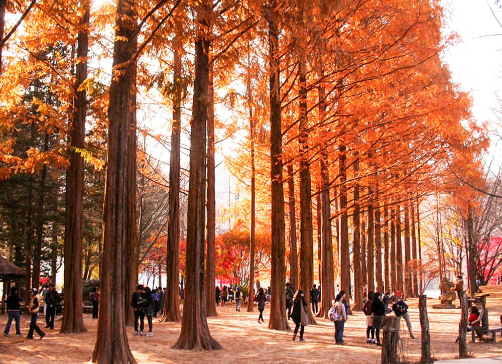 Đảo Nami m&ugrave;a thu